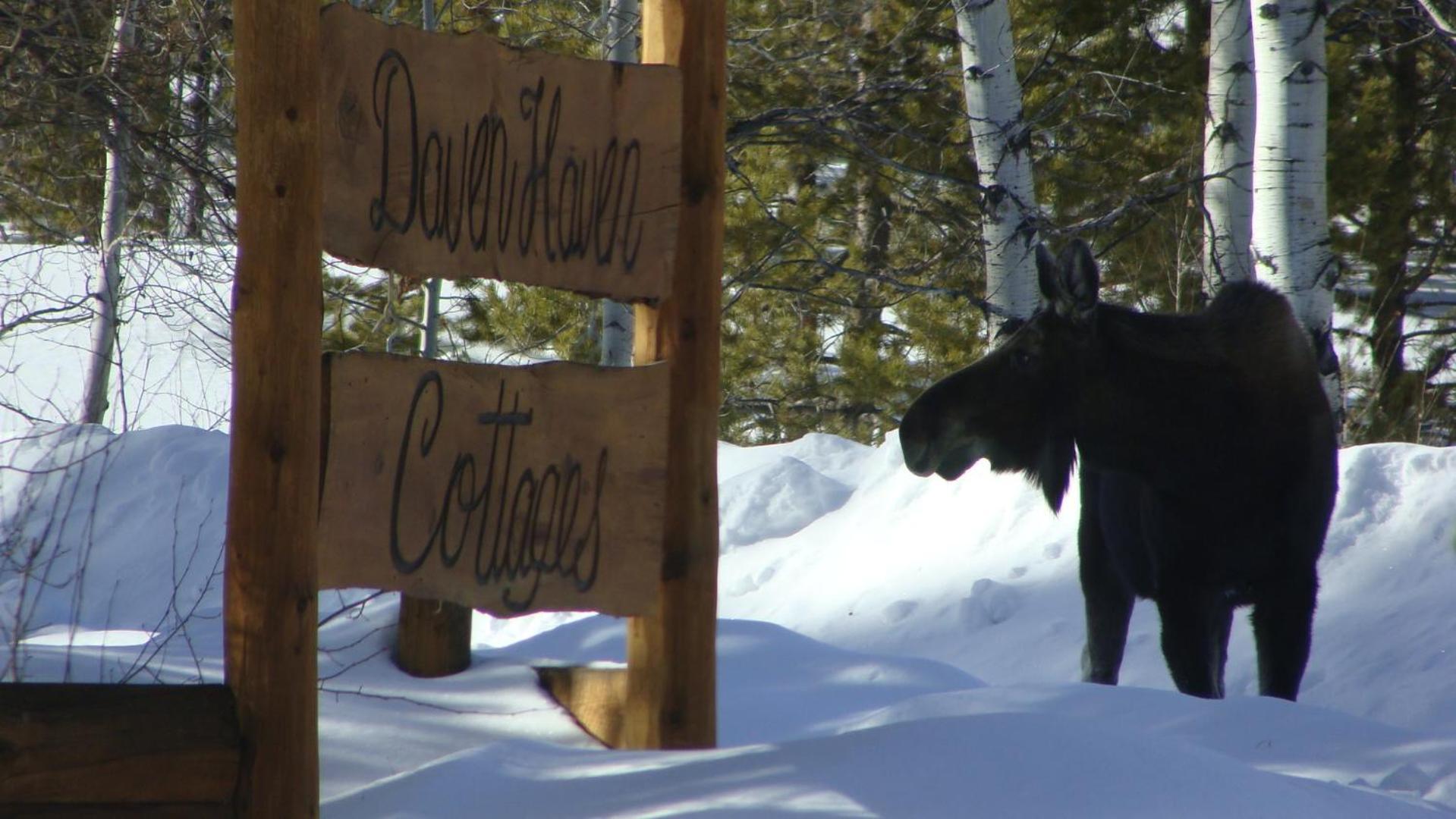 Daven Haven Lodge & Cabins Grand Lake Exterior foto